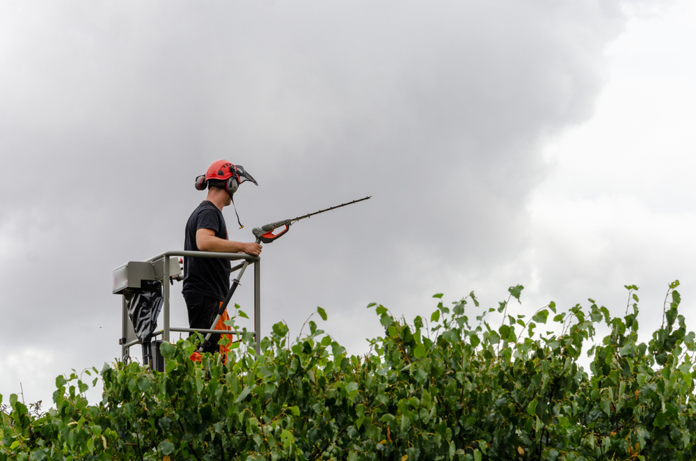 Hedge Trimming and Maintenance
